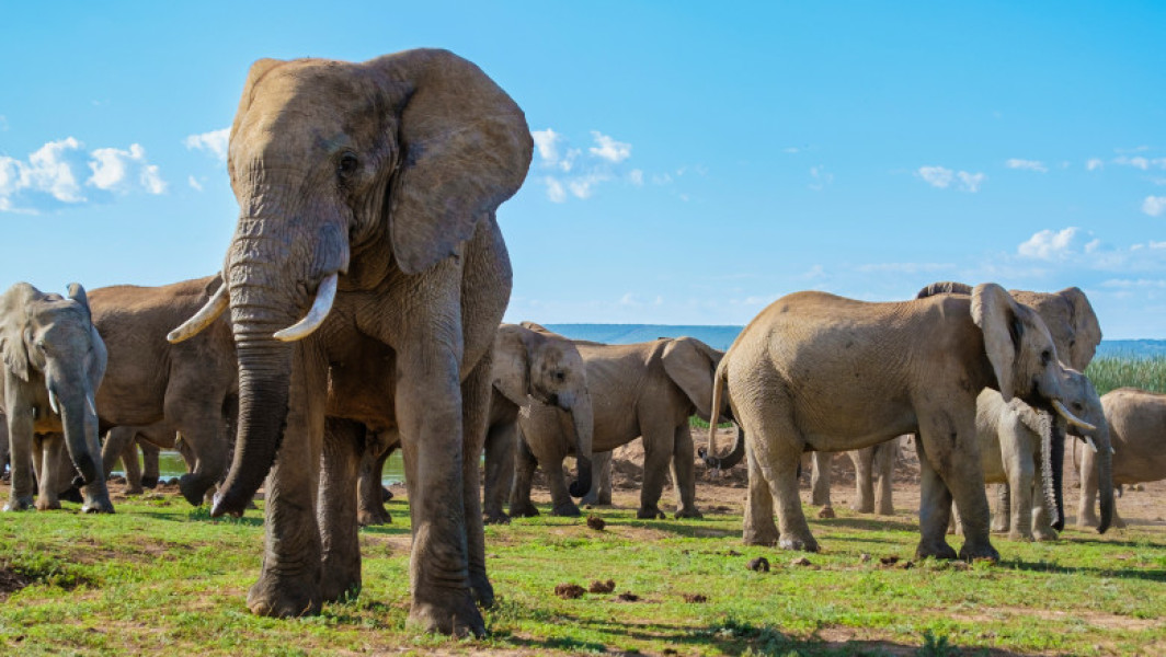 Un turist spaniol decedat după ce a fost atacat de un elefant în Africa de Sud