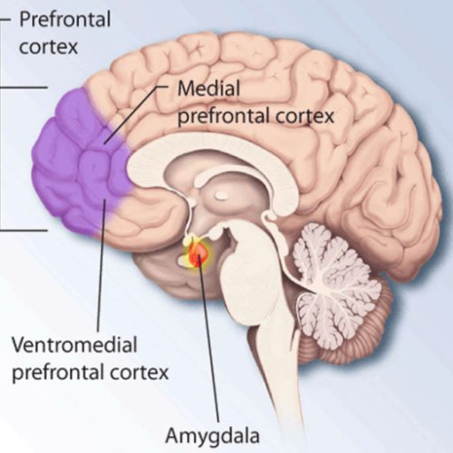 Studiu recent relevă rolul cortexului prefrontal ventromedial în comportamentele prosociale