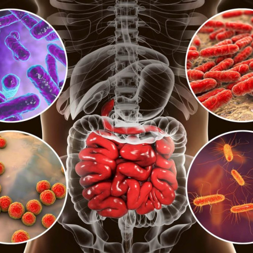 Descoperire majoră: o bacterie intestinală poate spori efectele imunoterapiei împotriva cancerului