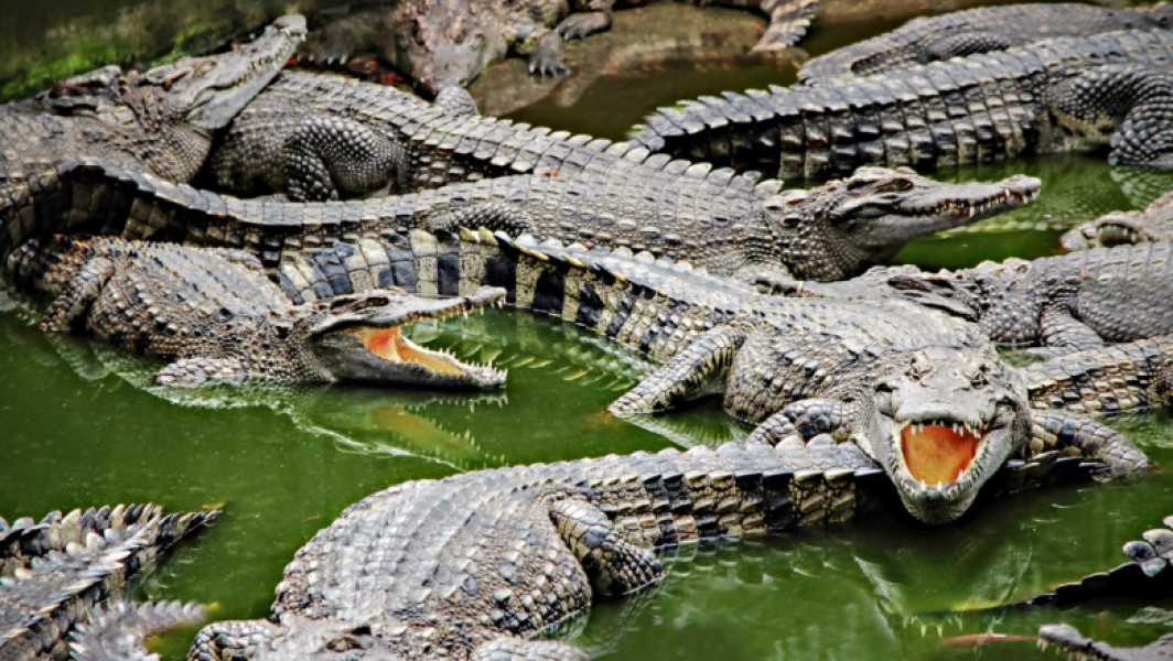 Inundații cauzate de uragane aduc crocodili în orașele din Tamaulipas