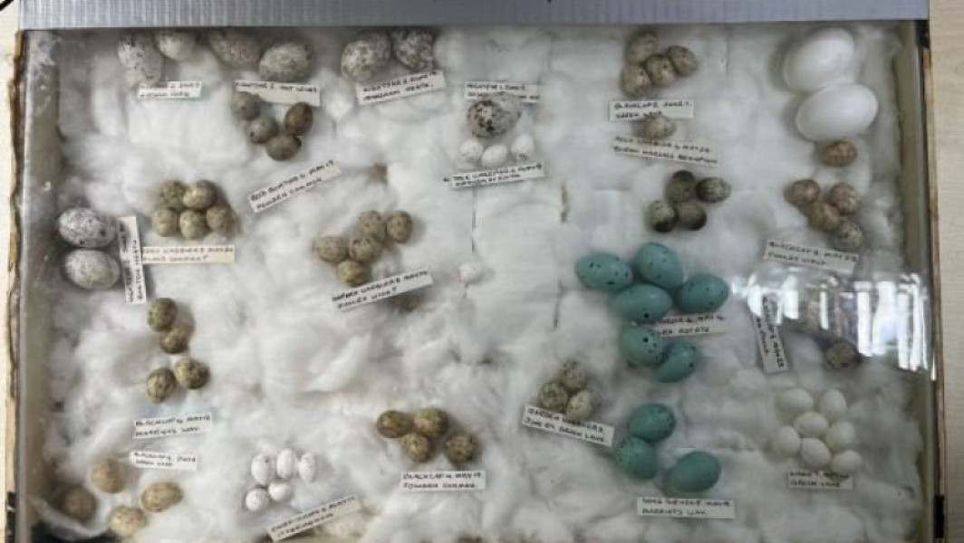Descoperire uriașă în Australia: 3.404 ouă rare confiscate într-o operațiune internațională de comerț ilegal
