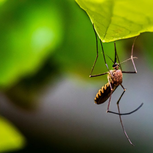 Avertizări de la Institutul Național de Sănătate Publică privind virusul West Nile