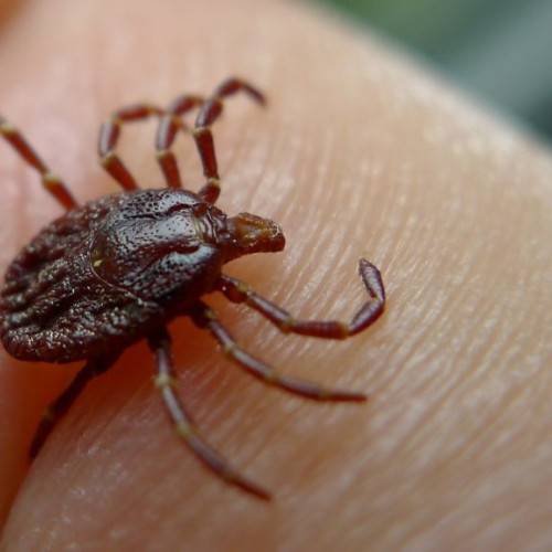 Tot mai multe persoane se tem de căpușe și boala Lyme