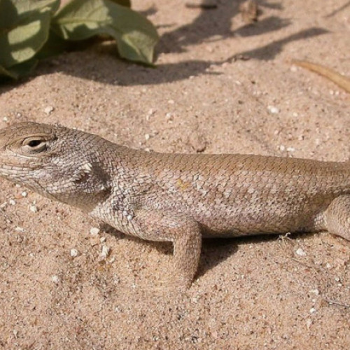 Ken Paxton dă în judecată administrația Biden din cauza clasificării șopârlei Sceloporus arenicolus ca specie pe cale de dispariție