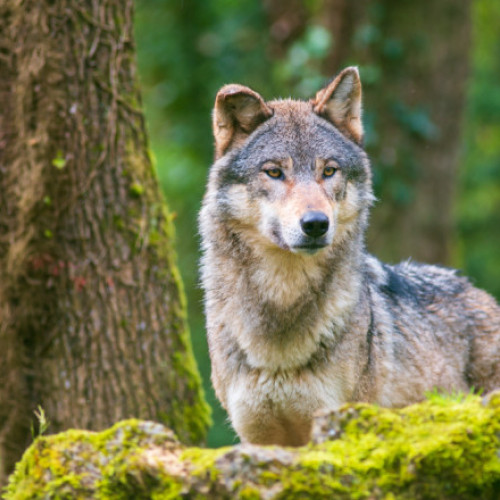 Statele membre ale UE reduc protecția lupilor, în ciuda opoziției ONG-urilor de mediu