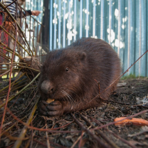 Premierul polonez acuză castorii pentru inundațiile devastatoare, ecologiștii contestă afirmațiile