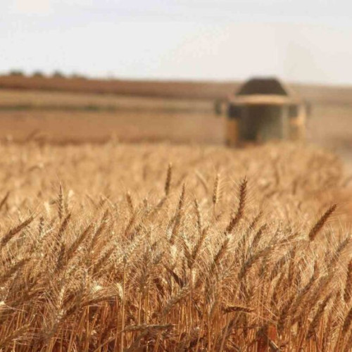 Oportunități de afaceri în agricultura românească
