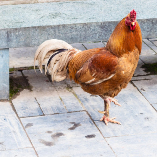 Incident şocant într-un parc australian: un bărbat aruncă o găină în iazul aligatorilor