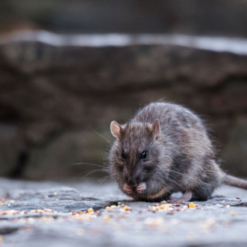 New York implementează o nouă metodă umană de combatere a sobolanilor