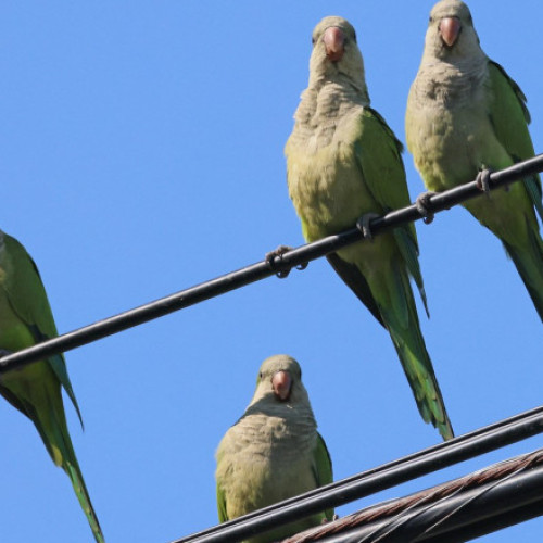 Orașul Hilario Ascasubi se confruntă cu o invazie de papagali