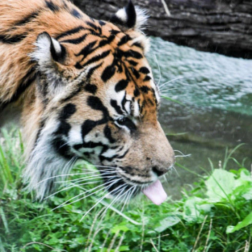 Zeci de tigri și lei au murit din cauza gripei aviare în Vietnam