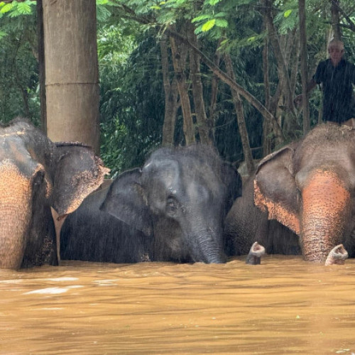 Peste 100 de elefanți evacuați dintr-un sanctuar din nordul Thailandei din cauza inundațiilor