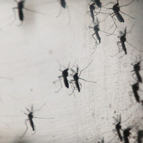 Bolile transmise de țânțari, incluse în curriculum-ul școlilor de medicină din Europa