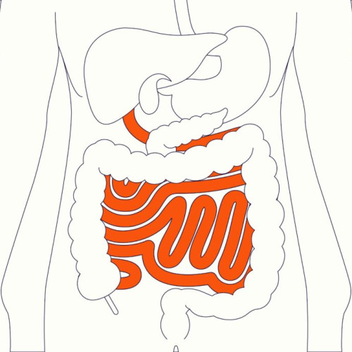 Legătura fascinantă între intestin și creier: Impactul bacteriilor intestinale asupra sănătății mentale