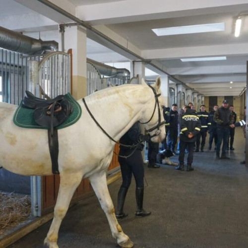 Cursuri de salvare a animalelor, reluate la Facultatea de Medicină Veterinară din Iași