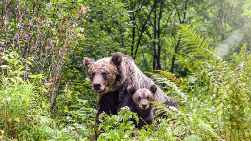 Ursii revin în stațiunile montane, atragând atenția autorităților