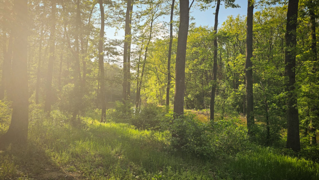 Centurile verzi, o prioritate națională pentru combaterea schimbărilor climatice