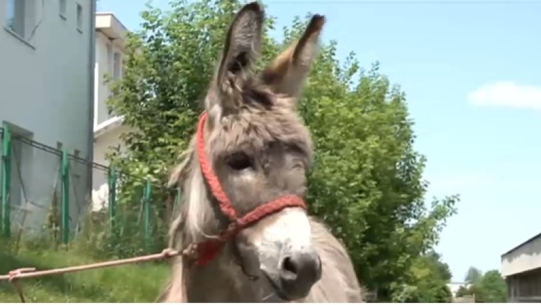 magar de la Iasi, devenit vedetă la facultatea de medicină veterinară