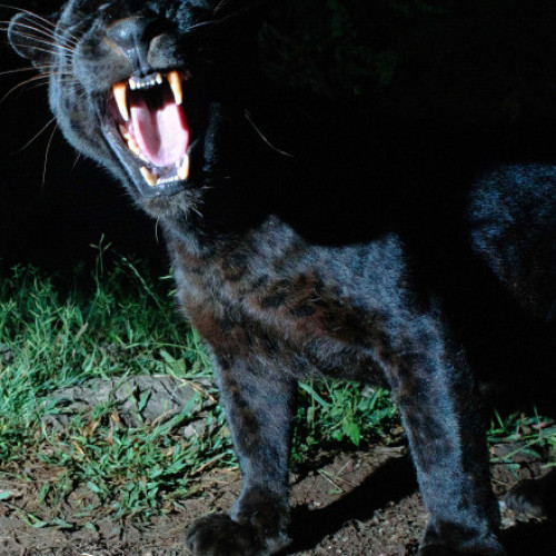 tinerii din teleorman reclama vazuta o felina neagra, posibil pantera disparuta din bulgaria