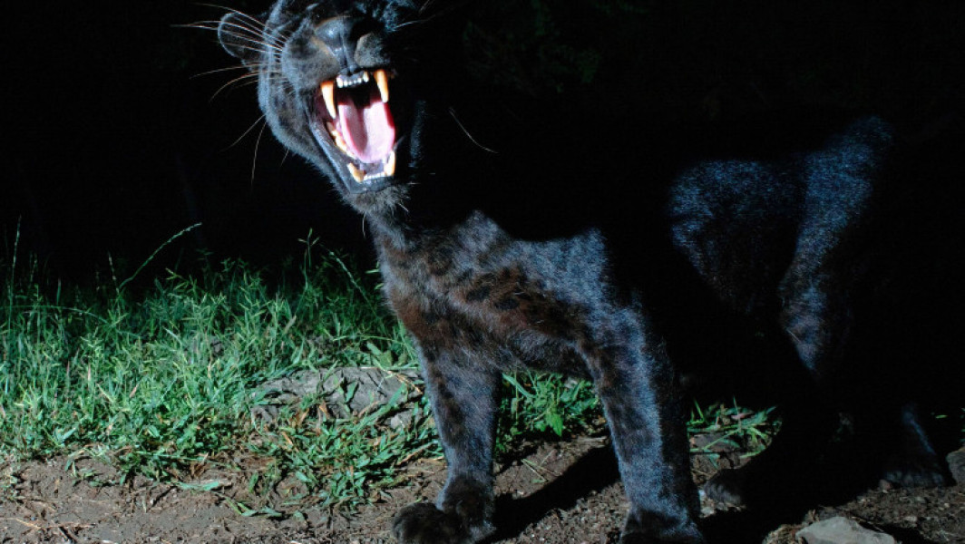 tinerii din teleorman reclama vazuta o felina neagra, posibil pantera disparuta din bulgaria
