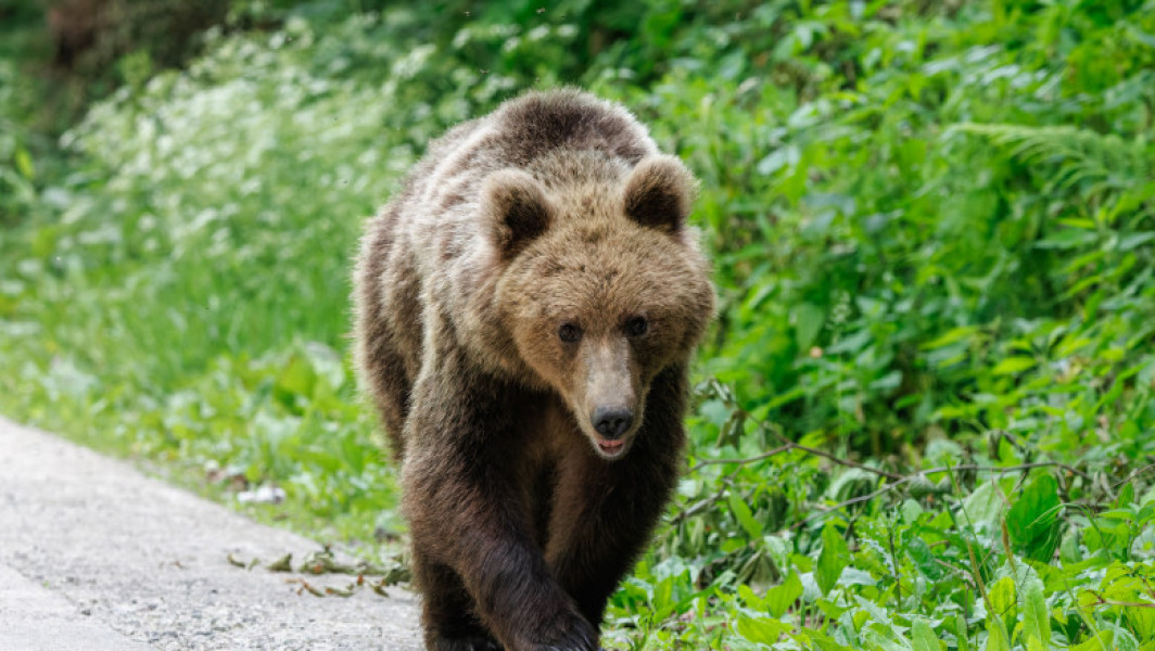 alertă cu urs în zona Ceahlău după incidentul din munți