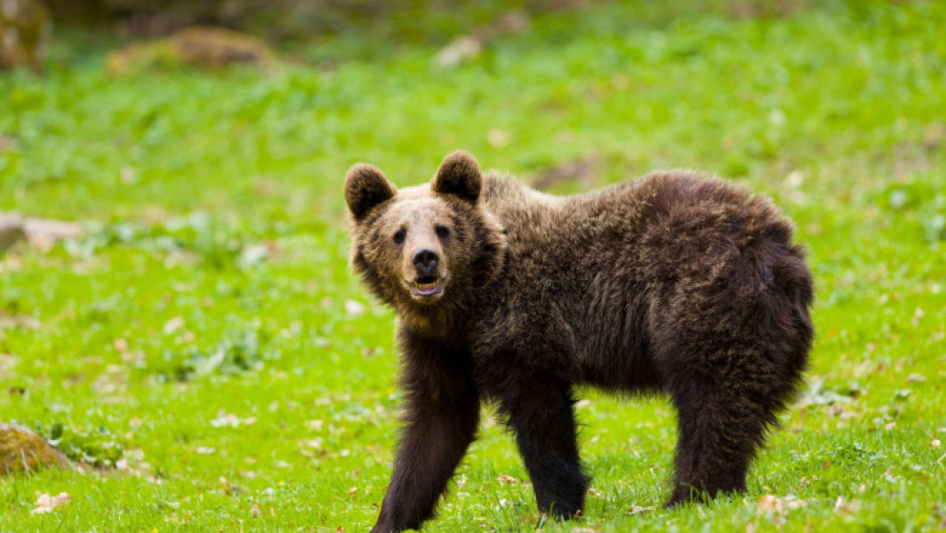 cioban rănit de urs în zona golului alpin de pe muntele Jupaneasa