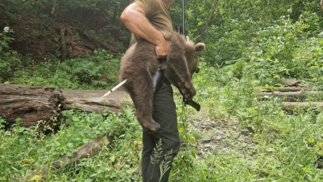 Ursoaică împușcată pe Transfăgărășan, unul dintre pui găsit după câteva zile