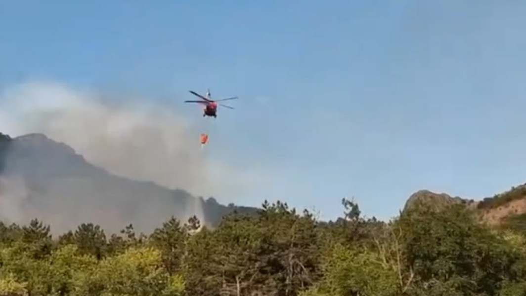 Incendiu de vegetație și conifere în județul Tulcea