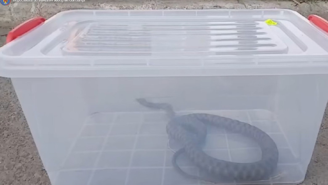 Snake capturat într-un parc din Mangalia, eliberat în mediul natural