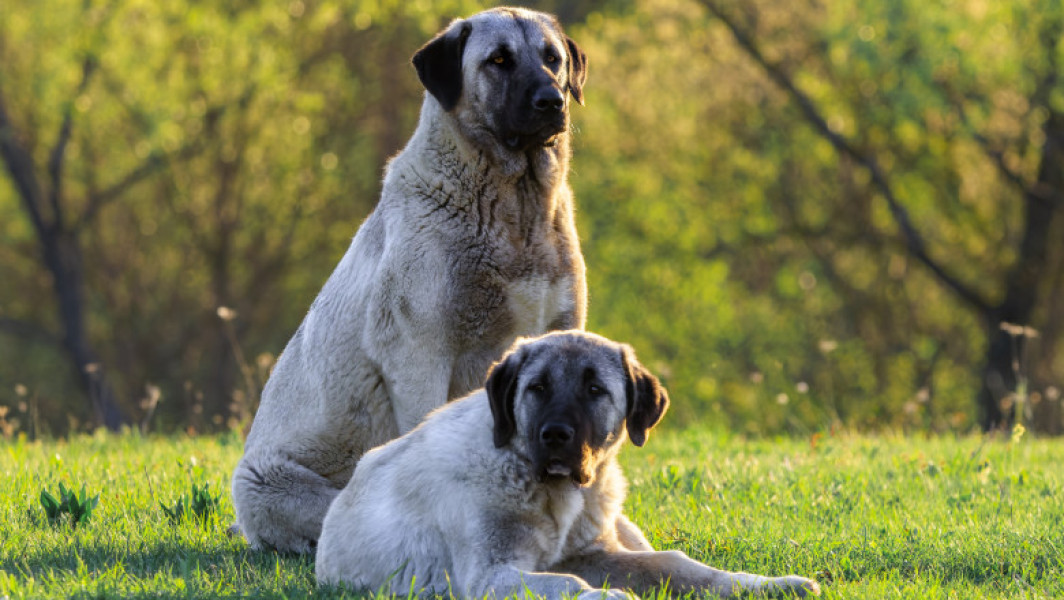 Tânăr rănit grav după atacul câinilor din rasa ciobănesc Kangal în Munții Făgăraș