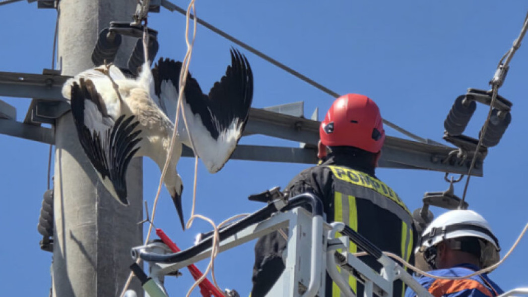 O pasare de mari dimensiuni a fost salvata duminica, după ce a rămas suspendată în aer, prinsă într-un cablu de înaltă tensiune. Incidentul a avut loc în comuna Malu și a stârnit un act de solidaritate din partea autorităților și a localnicilor.