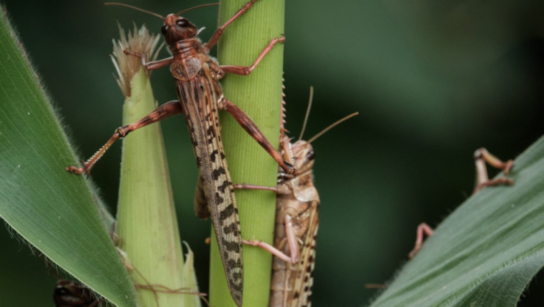 Invazie de lacuste în sudul Ucrainei pune în pericol terenurile agricole