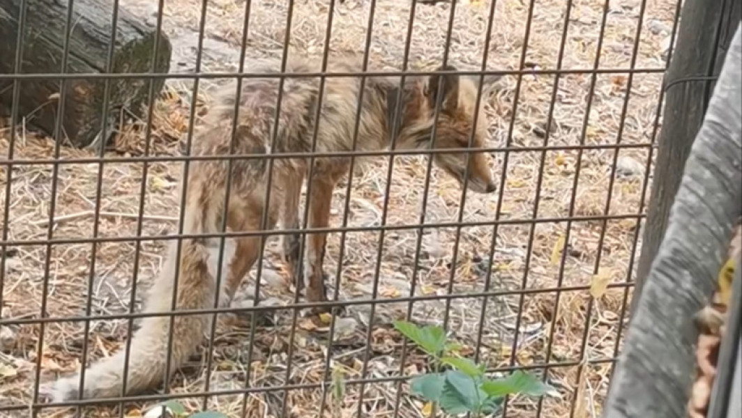 imagini cu animale din Vâlcea au stârnit revolta online
