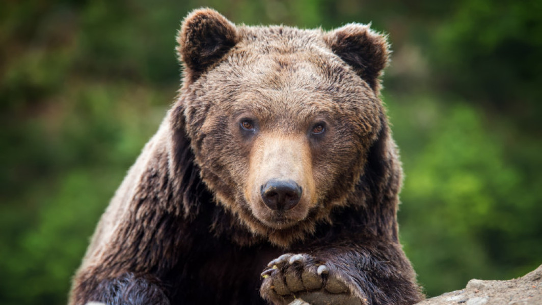 Autoritățile din județul Argeș au primit peste 160 de apeluri pe numărul de urgență 112 în luna iulie, legate de prezența ursilor în zonele locuite. Potrivit datelor publicate de Inspectoratul de Jandarmi Județean (IJJ) Argeș și citate de digi24.ro, în multe cazuri, aceste animale au provocat pagube materiale.