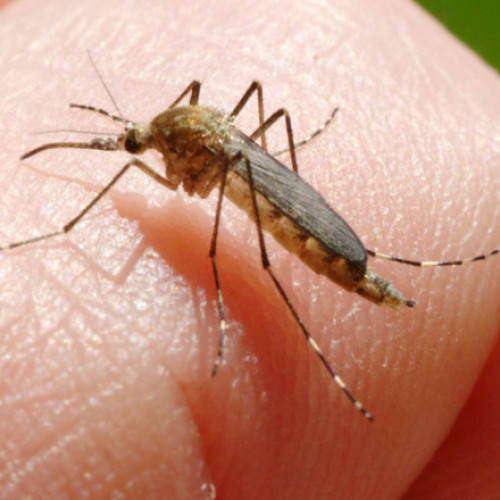 O persoană a murit din cauza virusului West Nile în Italia