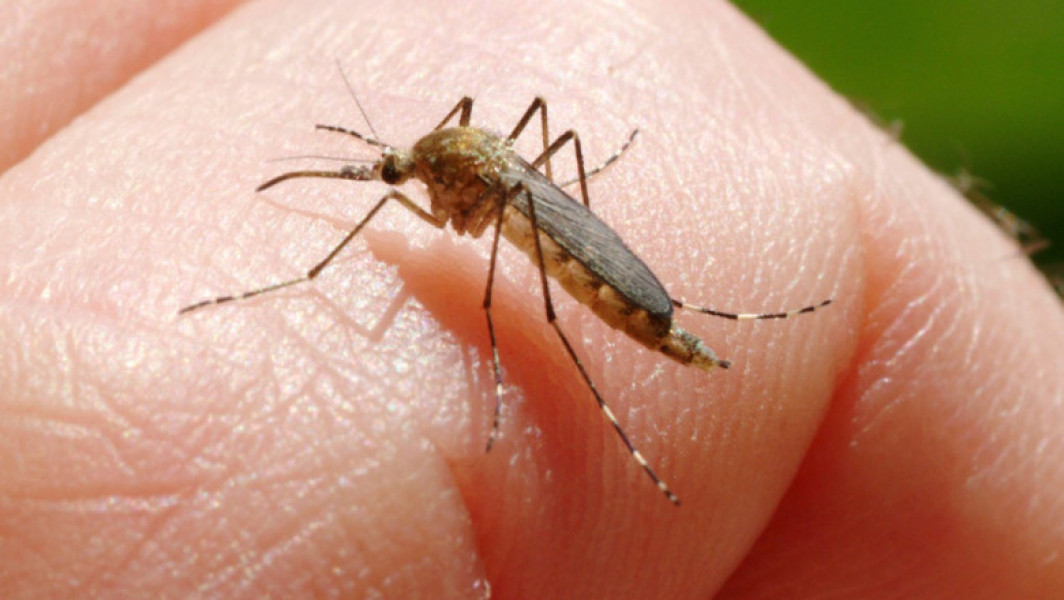 O persoană a murit din cauza virusului West Nile în Italia