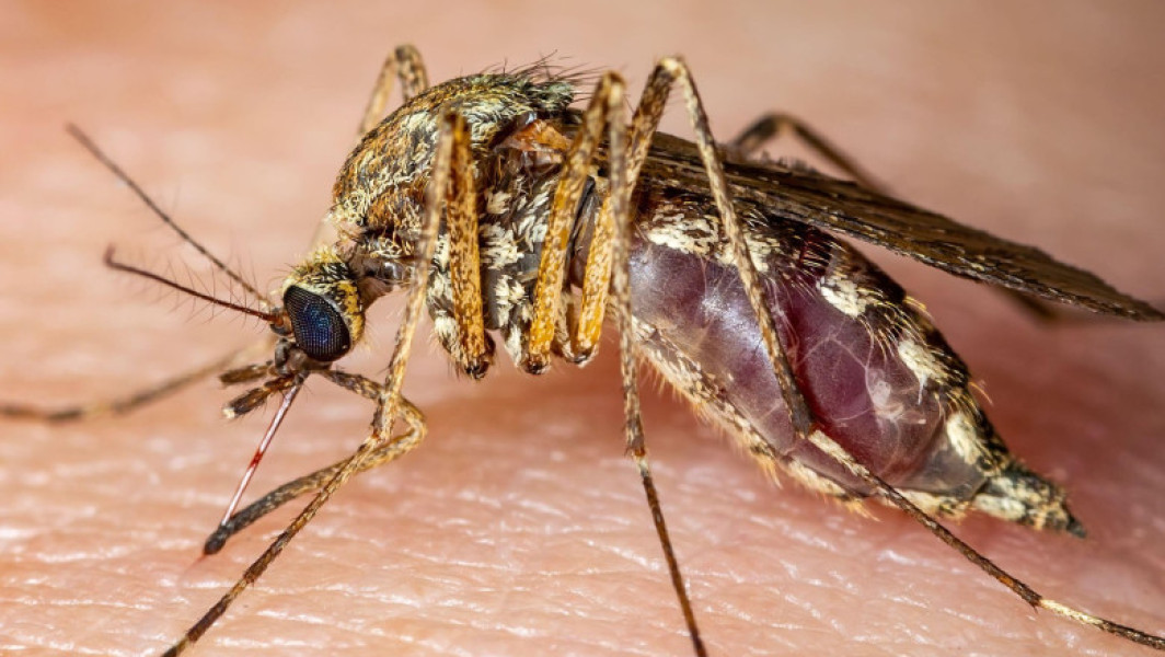 numărul deceselor din cauza virusului West Nile în Italia a ajuns la 12 în acest an