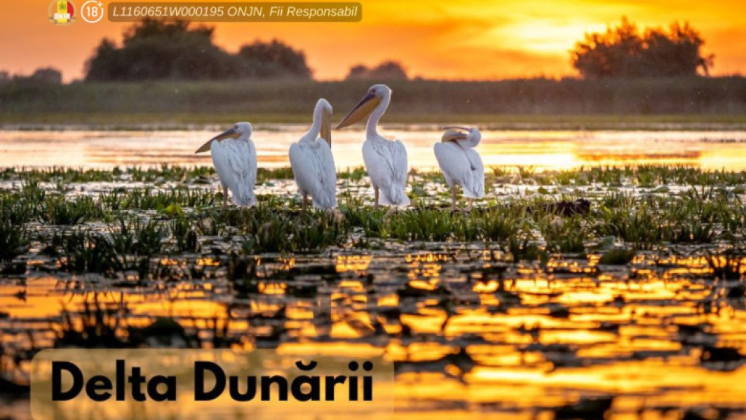 Delta Dunării, un paradis natural cu o biodiversitate unică, atrage anual numeroși turiști români și străini, dornici să observe frumusețea ei și varietatea de specii de plante și animale. Acest teritoriu, considerat cea mai bine conservată deltă din Europa, are forma unui triunghi, asemănătoare literei delta din alfabetul grec, de unde și numele său. În termeni de geografie, delta reprezintă o formațiune rezultată din depunerea de mal și nisip la vadul unei ape curgătoare, atunci când aceasta intră în lacuri, mări sau oceane, pe terenuri stabile.