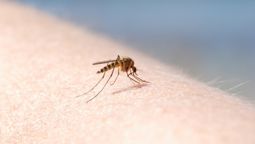 Patru cazuri de infectie cu virusul West Nile in aceasta vara