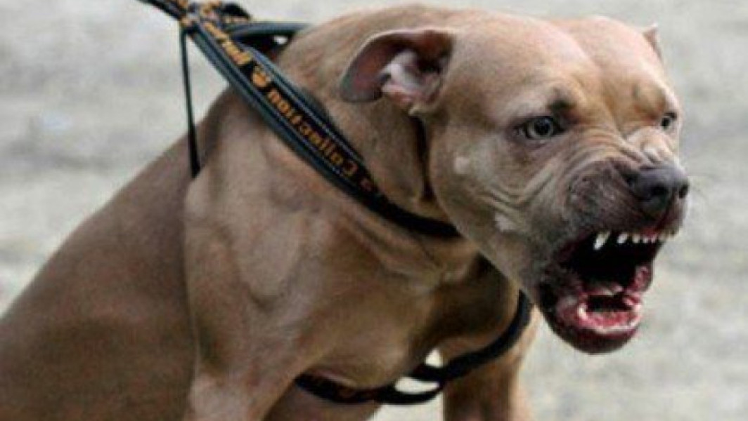 Fată de 26 de ani atacată de un caine Amstaff în Galați