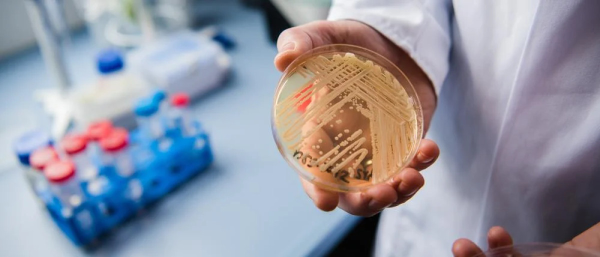 Ciuperca Candidozyma auris se extinde în spitalele din Europa