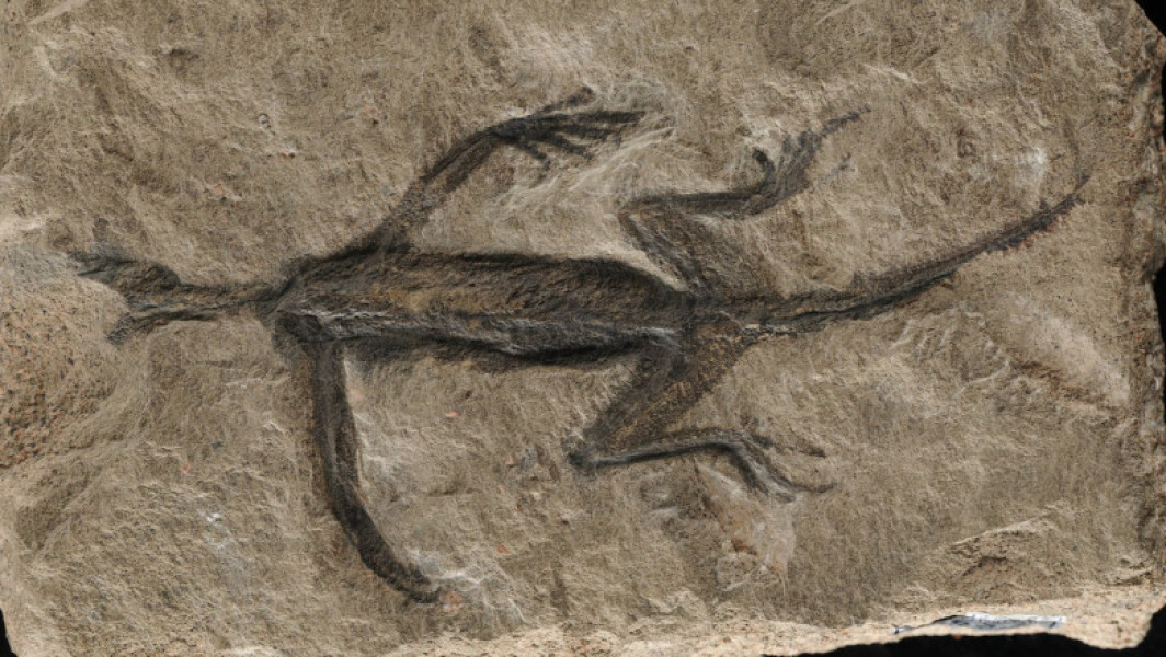 Falsificarea unei fosile de 280 de milioane de ani a unei reptile descoperită în Alpii Italieni socoate generațiile de paleontologi