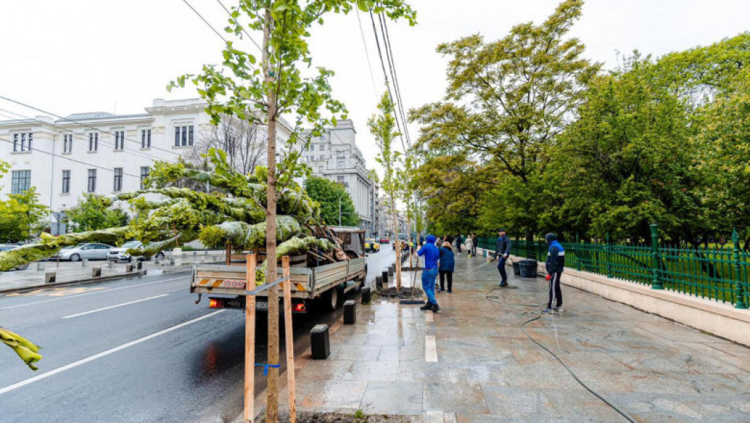 Plantare copaci in Parcul Cișmigiu pentru Coroana Verde: PMB planta 100 de arbori tineri, inclusiv Ginko Biloba si Liquidambar, prin initiativa Primarului Capitalei. Zonele Brezoianu si Schitu Măgureanu vor fi imbunatatite prin bugetare participativa.