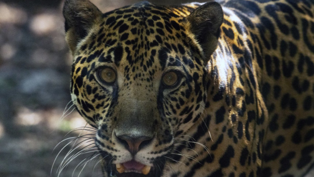 Ultimele grădini zoologice din Costa Rica închise, animalele transferate în centre de salvare