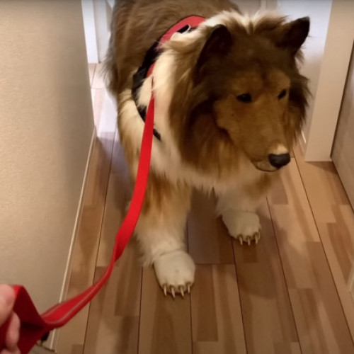 Japonezul care a cheltuit 14.000 $ pentru a deveni câine vrea să devină alt animal: Toco, celebrul câine-human, își dorește o nouă schimbare în viață
