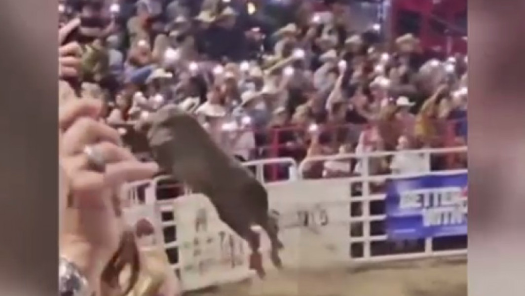 Taur scăpat din arenă rănește cinci persoane la un rodeo din Statele Unite