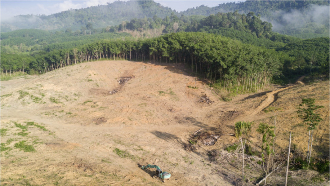 Cinci bănci mari finanțează distrugerea junglei amazoniene